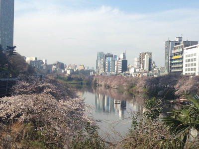 神楽坂の桜.jpg